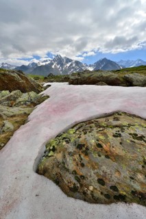 Snow Alga or Snow Algae (Chlamydomonas nivalis)