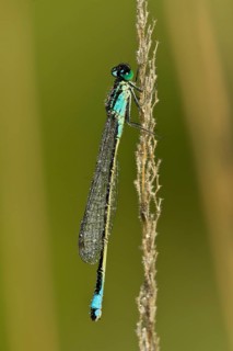 Blue-tailed Damselfly (Ischnura elegans)