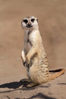 Meerkat (Suricata suricatta)