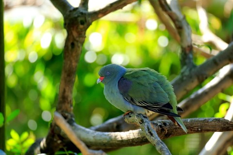 African Green Pigeon (Treron calva)