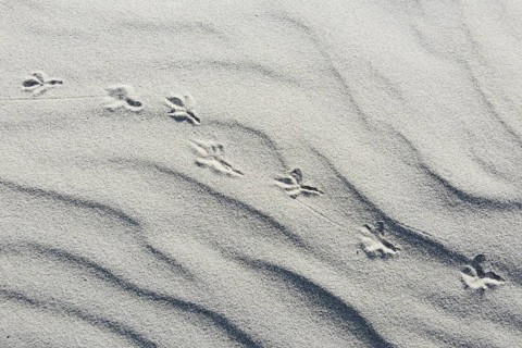 Dune with bird tracks