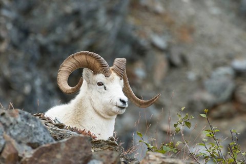 Dall Sheep (Ovis dalli)