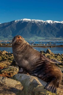Southern Fur Seal (Arctocephalus forsteri)