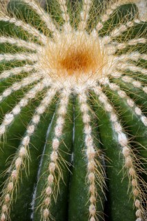 Cacti (Parodia magnifica