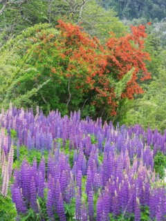 Lupines (Lupinus sp.) and Chilean firebush (Embothrium coccineum)