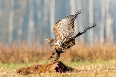 Young Eagle (Haliaeetus albicilla)