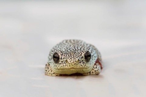 Marbled Reed Frog (Hyperolius marmoratus)