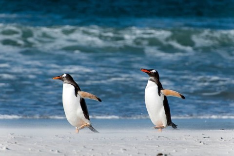 Gentoo penguins (Pygoscelis papua)