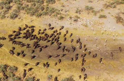 Cape Buffaloes (Syncerus caffer caffer)