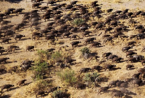 Cape Buffaloes (Syncerus caffer caffer)