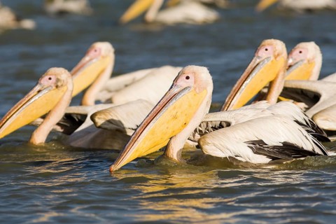Group of Great White Pelicans (Pelecanus onocrotalus) on the water