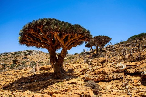 Socotra Dragon Trees or Dragon Blood Trees (Dracaena cinnabari)