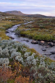 Mountain stream in the fjell landscape in autumn