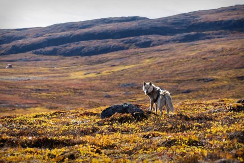 Greenland Dog or Greenland Husky
