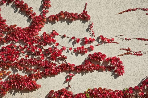 Japanese Creeper