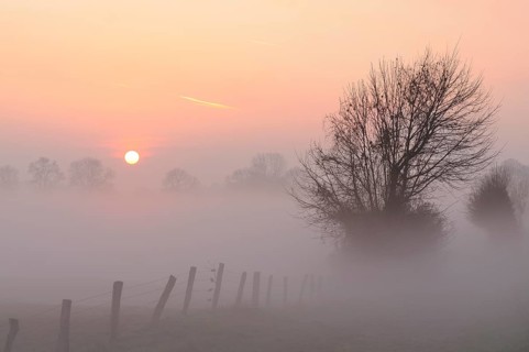 Sunrise with trees and fog