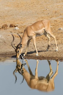 Black-faced Impala (Aepyceros melampus petersi)