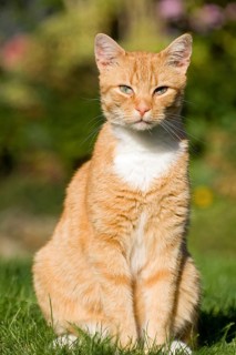 Domestic cat
