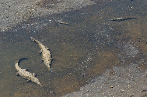 American Crocodiles (Crocodylus acutus) in the Rio Grande de Tarcoles
