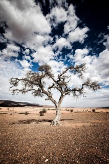 Lone tree