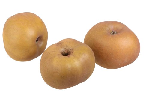 Apple variety Grey Canada Reinette