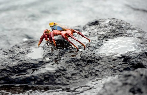 Sally Lightfoot crab (Grapsus grapsus)