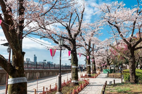 Hanging lanterns for the Hanami Festival