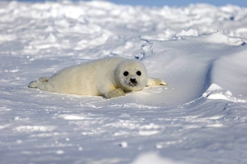 Harp Seal or Saddleback Seal (Pagophilus groenlandicus