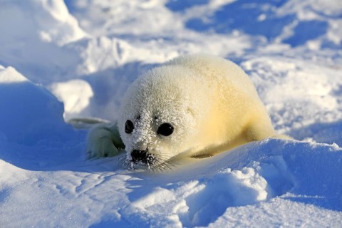 Harp Seal or Saddleback Seal (Pagophilus groenlandicus