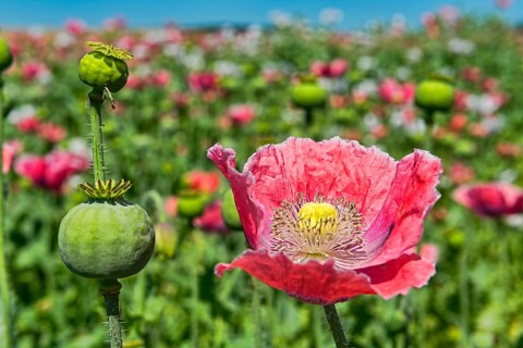 Opium Poppy (Papaver somniferum)