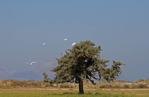 Solitary Juniper tree (Juniperus sp.)