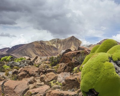 Yareta or Llareta cushion plant (Azorella compacta)