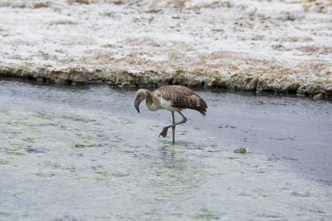 Juvenile Andean Flamingo (Phoenicoparrus andinus)