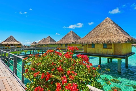 Flowers in full bloom at the overwater bungalows