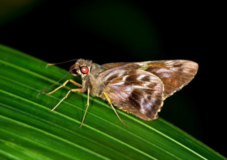 Pompeius Skipper (Pompeius pompeius)