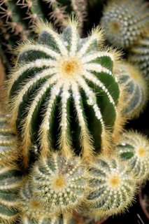 Cactus species