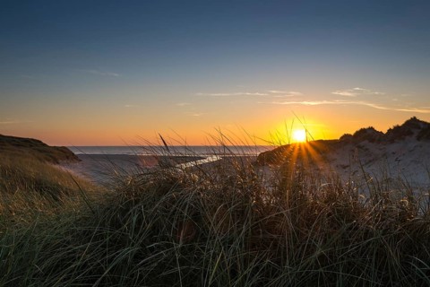 Beach grass (Ammophila arenaria) in dunes in front of Henne Molle A estuary into the North Sea at sunset
