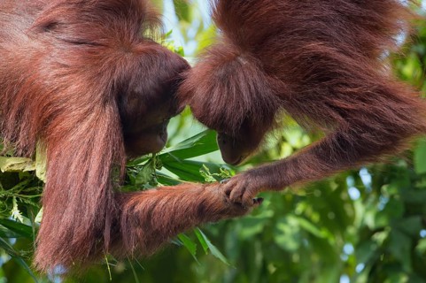 Pair of Bornean Orangutans (Pongo pygmaeus)