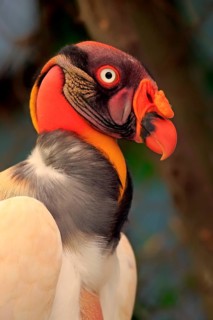 King Vulture (Sarcoramphus papa)