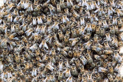 Honey Bees (Apis mellifera) swarming at entrance of an artificial bee hive