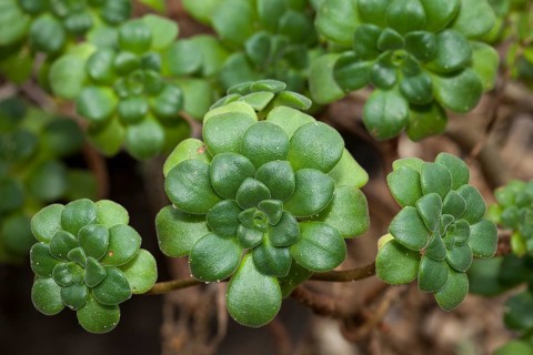 Aeonium lindleyi