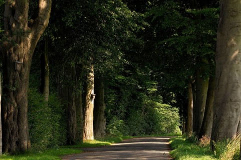 Old avenue of beeches (Fagus sylvatica)
