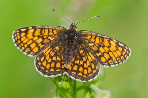 Nickerl's fritillary (Melitaea aurelia)