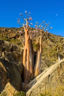 Bottle Tree (Adenium obesum) in bloom
