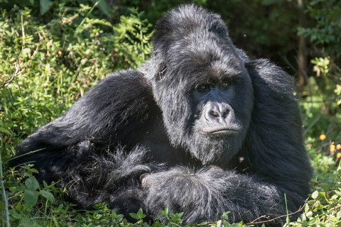 Mountain Gorilla (Gorilla beringei beringei) of the Nyakagezi group