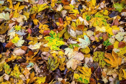 Autumn leaves