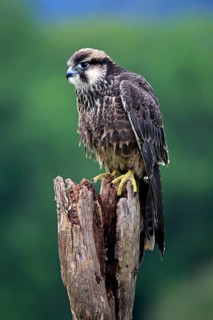 Lanner Falcon (Falco biarmicus)