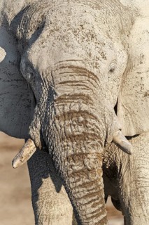 African Elephant (Loxodonta africana)