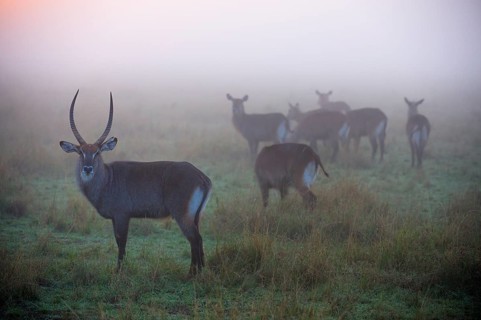 Waterbucks (Kobus ellipsiprymnus)