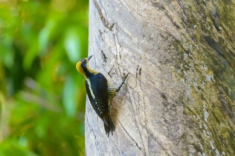 Golden-naped Woodpecker (Melanerpes chrysauchen) on a tree
